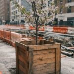 : Caixas de madeira protegem raízes de cerejeiras durante obras na Avenida Sete de Setembro em Curitiba