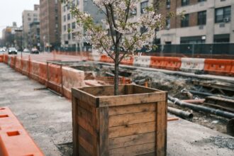 : Caixas de madeira protegem raízes de cerejeiras durante obras na Avenida Sete de Setembro em Curitiba
